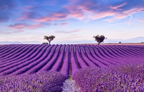Lavender,Field,Summer,Sunset,Landscape,Near,Valensole.provence,france
